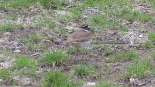 killdeer distraction display