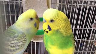 Budgie/Parakeet Breeding Pair(Волнистых попугаев)