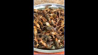 Fried Small Frog Recipe, Roasted snakes Salt and  Chili Sauce I Local Food