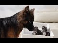 German Shepherd Meets New Kittens for the First Time