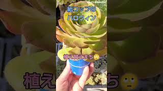 No135【多肉植物】春のアエオニウム#succulentgarden #多肉植物 #アエオニウム