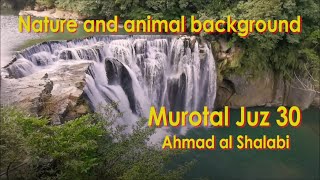 Murottal juz 30 merdu ||ahmad al shalabi ||nature and animal background