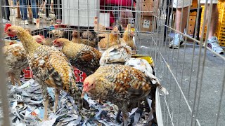 RGM Doc Ronnie Magbalon Halaga Ng Manok Sa Day 1 World GameFowl Expo Magkano kaya?