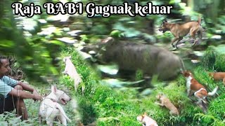 DETIK DETIK RAJA BABI KEBUN SAWIT KELUAR BURUAN GUGUAK BARANGAN