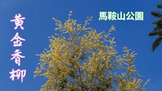 馬鞍山公園金黃滿園 黃金香柳 又名千層金 是桃金娘科白千層屬常綠喬木，有極強的抗颱風能力，很適合沿海地區栽植，目前是世界上最流行的、視覺效果最好的色葉喬木新樹種之一，四季如一經冬不凋2023-1-25