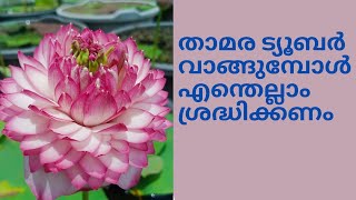 #Lotus tuber വാങ്ങുമ്പോൾ ശ്രദ്ധിക്കണേ#lotus#waterplants #tuber planting lotus care|Sanjay \u0026 Sidharth