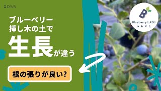 【無限増殖できちゃう!?】ブルーベリーの挿し木後の土で実験してみました