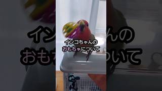 インコちゃんのおもちゃについて　parakeet toy