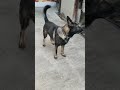 シェパード犬【音量注意⚠️】　右往左往 番犬 優先順位 k9