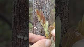 Tree grafting can also increase the yield of fruit trees by increasing growth rate.#grafting #reels