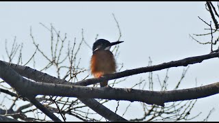 大泉緑地の野鳥（２０２１年１月１３日）