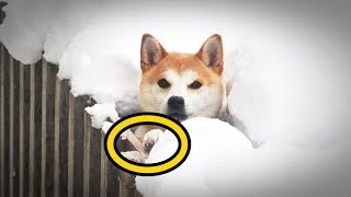 【海外の反応】衝撃！雪を見た柴犬が●●したら…世界が驚愕！外国人「日本の柴犬が可愛すぎる！」「柴犬は最高ってこと！大好きだ！」