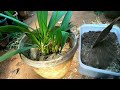 ground orchid care in malayalam ഗ്രൗണ്ട് ഓർക്കിഡ് നിറയെ പൂക്കൾ ഉണ്ടാകാൻ