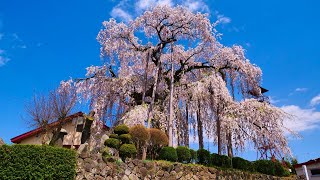 4K HDR 山形 権現堂のふりそで桜 Yamagata,Furisodesakura at Gongendo