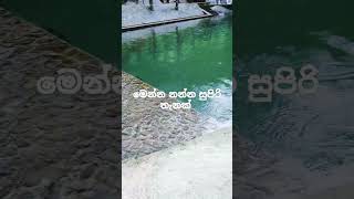 නාලා යන්න එන්න #short #river #pool #srilanka #natural #swimming