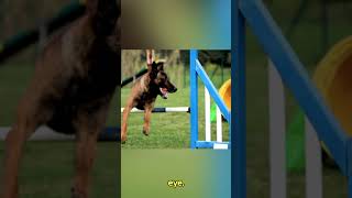 Belgian Malinois Scary 007 Spy Breed 🕵️🐕‍🦺 #shorts #dogshorts