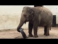 鼻でタイヤを転がすインドゾウ 王子動物園 indian elephant is rolling the tire.