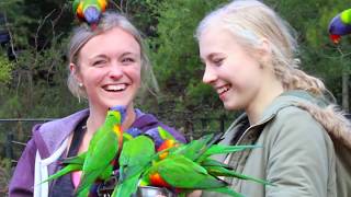 FEEDING WILD RAINBOW LORIKEETS