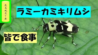 ラミーカミキリムシ　(解説版)