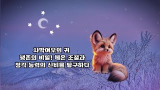 사막여우의 귀, 생존의 비밀! 체온 조절과 청각 능력의 신비를 탐구하다