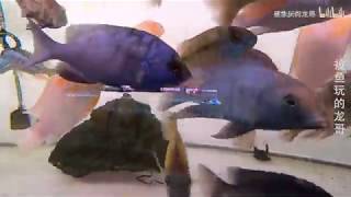 魚室巡禮 中美洲慈鯛 Fish Room Tour Central American Cichlids
