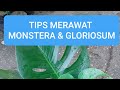 TIPS MERAWAT TANAMAN MONSTERA & GLORIOSUM  | PLANT CARE OF  MONSTERA & GLORIOSUM