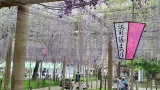 愛知県江南市・曼陀羅寺公園　藤の薫り