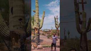 Why is my Saguaro Falling Apart?