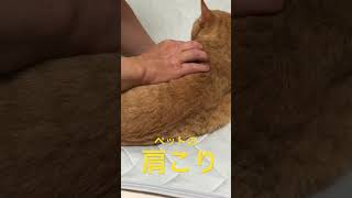 犬と猫にも肩こりがあります。 #犬猫専門整体