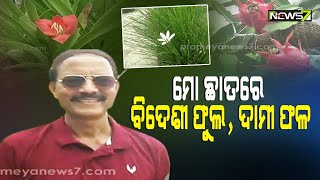 ସଫଳତାର ସହ ବିଦେଶୀ ଫୁଲ ଓ ଫଳକୁ ଛାତ ଉପରେ ଫଳାଇ ଉଦାହରଣ ପାଲଟିଛନ୍ତି କଟକ ଜଗତପୁରର ସନ୍ତୋଷ କୁମାର ଜେନା