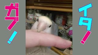 #Shorts#YouTubeショート【飼い主の指を噛むコザクラインコ】肩には乗るけど指には乗らないコザクラインコ♥クウ♪