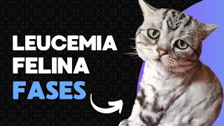 FASE TERMINAL de la LEUCEMIA FELINA