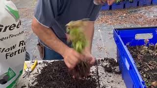 Brightwater Nursery How to repot Japanese Maple seedlings