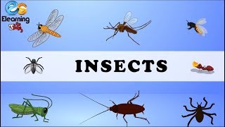 Insect Names || Insects For Learning || Insects Pictures || Common Insect