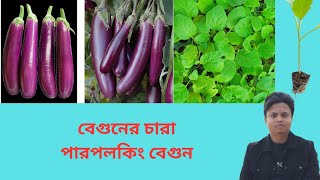 সিডলিং ট্রেতে কোকোপিটের মাধ্যমে তৈরি পারপলকিং বেগুনের চারা