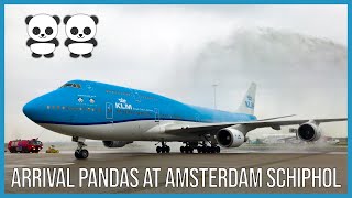 Arrival of pandas at Schiphol / Aankomst panda's op Schiphol