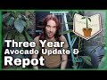 Repotting Three Year Old Avocado Trees - Avocado Diaries Episode 15