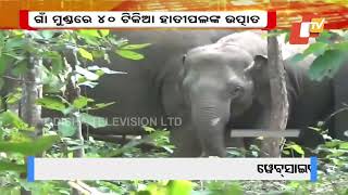 Panic Grips Locals After Elephant Herd Destroys Crops in Udala