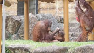 活発なアピちゃん・オランウータン