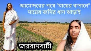 মাতৃমন্দিরের জমিতে পৌষালী ধান এবং 'মায়ের বাগান' এ সেই শস্য ঝাড়াই দর্শন। @saradamaa