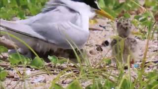 コアジサシの赤ちゃんが一杯！：小鯵刺：Sterna albifrons：Little Tern－神戸市垂水区－2019 06 25