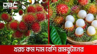 টাঙ্গাইলে হচ্ছে বিদেশি ফল রামবুটানের চাষ | DBC NEWS