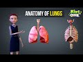 Anatomy of The Lungs | Human Body Systems | 3D Animation