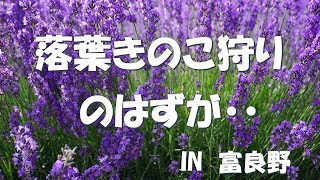 北海道　富良野　落葉きのこ狩りのはずが・・・