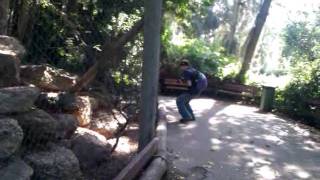 Turkey chasing a visitor in Safari Ramat Gan Zoo