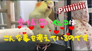 インコの呼び鳴きはあなたの為なのです。cockatiel【オカメインコのきなこ】