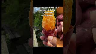 [똑손산지직송]특가할인 호풍미고구마 (상.중)5.kg