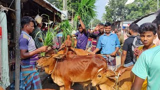 @আজ ১৯ সেপ্টেম্বর | নোয়াখালীর খামারী কেমন দামে শাহীওয়াল জাতের ষাঁড় বাছুর গরু কিনলেন আমবাড়ী হাটে?