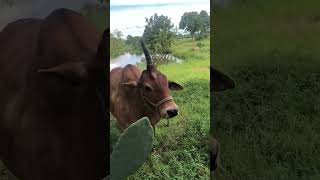 Cow video of impressive massive bull 🦬 Unicorn 🤩 #shorts