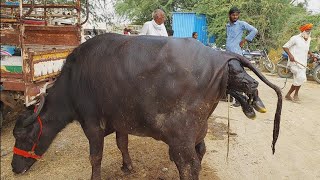 Buffalo giving birth a calf | Buffalo delivery | Buffalo first-time delivery processing video 2023